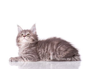 Image showing Maine Coon kitten on white