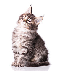 Image showing Maine Coon kitten on white