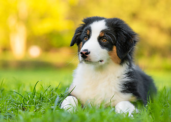 Image showing Australian shepherd puppy