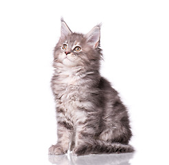 Image showing Maine Coon kitten on white