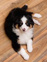 Image showing Australian shepherd puppy