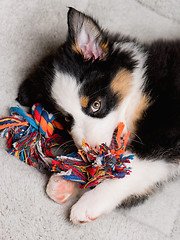 Image showing Australian shepherd puppy