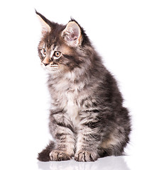 Image showing Maine Coon kitten on white