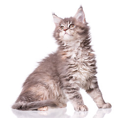 Image showing Maine Coon kitten on white