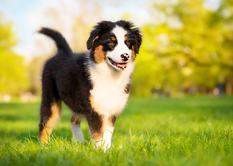 Image showing Australian shepherd puppy