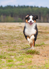 Image showing Australian shepherd puppy