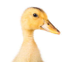 Image showing Cute newborn duckling