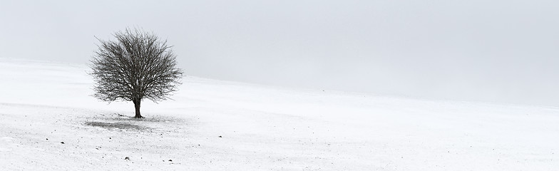 Image showing Winter Loneliness - One tree panorama