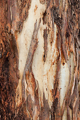 Image showing Tree bark abstract