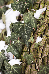 Image showing Ivy plant, tree and snow in winter, background