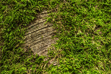 Image showing Detail of tree covered with moss, 