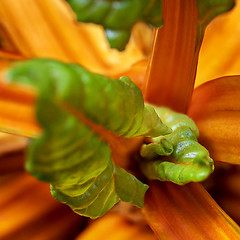 Image showing New fresh leaves of chard (Swiss chard)