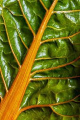 Image showing Closeup of fresh leaf of chard (Swiss chard)