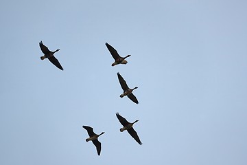 Image showing Wild Geese Flying