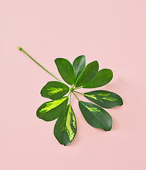 Image showing leaf on pink background