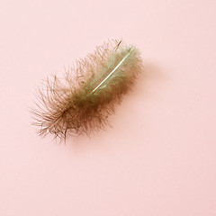 Image showing feather on pink background