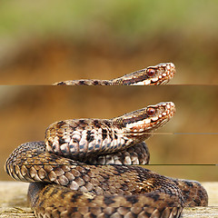 Image showing common european adder on wood board 