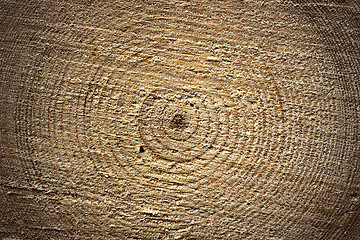 Image showing surface of cross section, spruce log