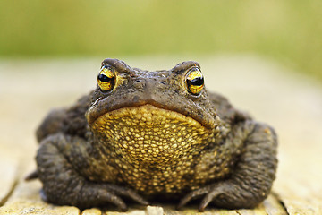 Image showing front view of cute common brown frog