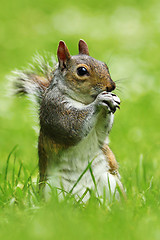 Image showing grey squirrel in the park