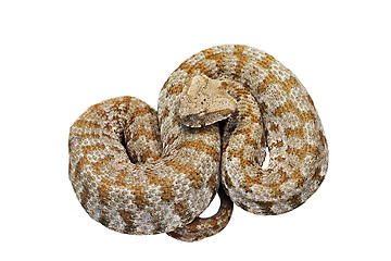 Image showing isolated blunt nosed viper