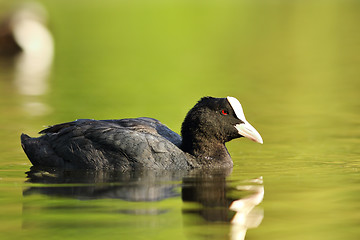 Image showing eurasian coot swimming on pond