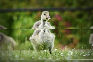 Image showing cute gosling on lawn