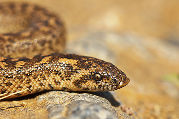 Image showing javelin sand boa close up