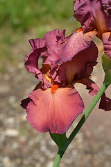 Image showing Tall bearded iris Lady friend