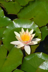 Image showing Pale pink water lily Paul Harriot