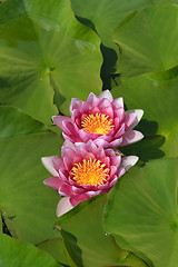 Image showing Pink Rene Gerard water lily