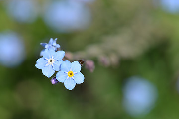 Image showing Alpine forget-me-not