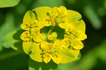 Image showing Cushion spurge