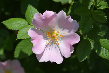 Image showing Dog rose