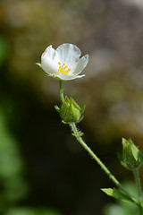 Image showing Rock cinquefoil