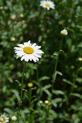 Image showing Saw-leaved moon daisy