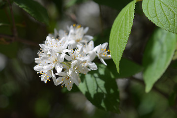 Image showing Fuzzy deutzia