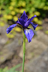 Image showing Golden netted iris