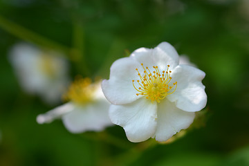 Image showing Japanese rose