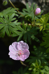 Image showing Bloody Cranesbill