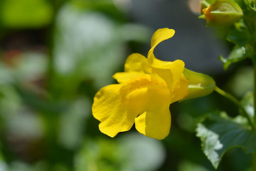 Image showing Monkey flower