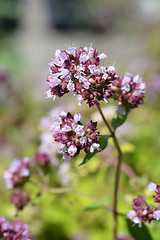 Image showing Oregano flowers