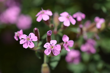 Image showing Rock soapwort