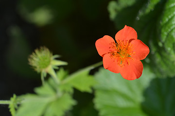 Image showing Dwarf orange avens