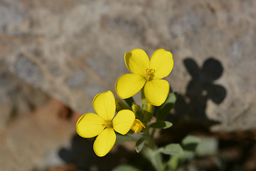 Image showing Croatian endemic plant
