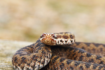 Image showing female common adder looking at the camera