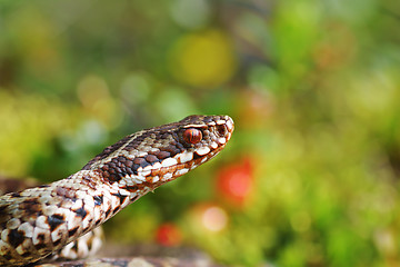 Image showing portrait of beautiful adder male