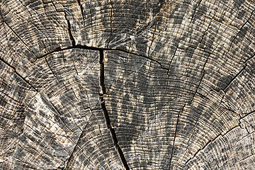 Image showing cross section of elm tree