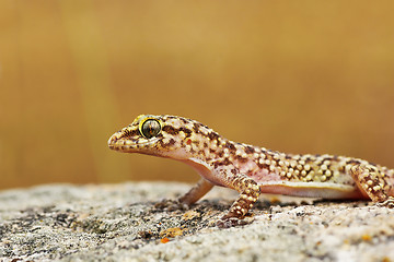 Image showing closeup of wild turkish gecko