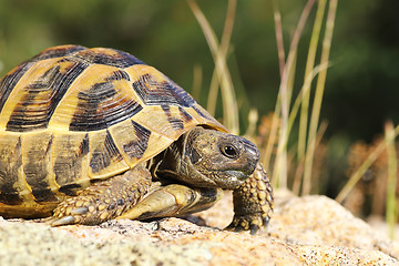 Image showing close up of greek turtoise